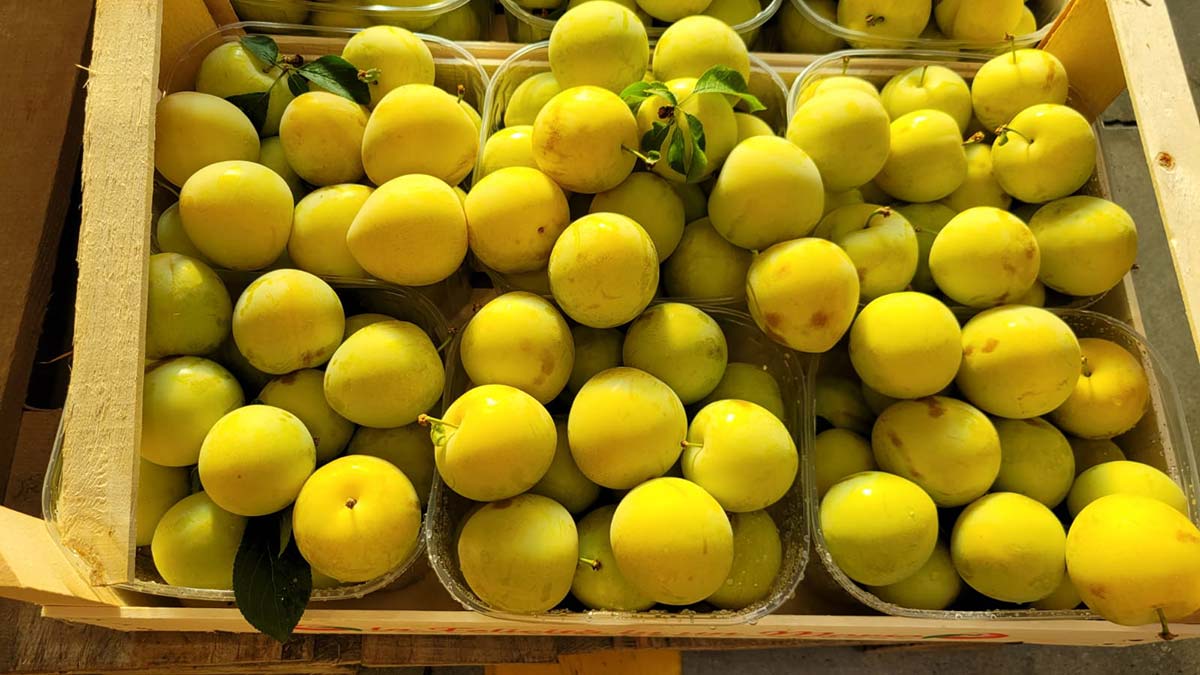 Susine gialle - Emilia Romagna - 1,30/1,50 euro al chilogrammo